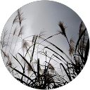 Mu-Shu Yun profile picture
